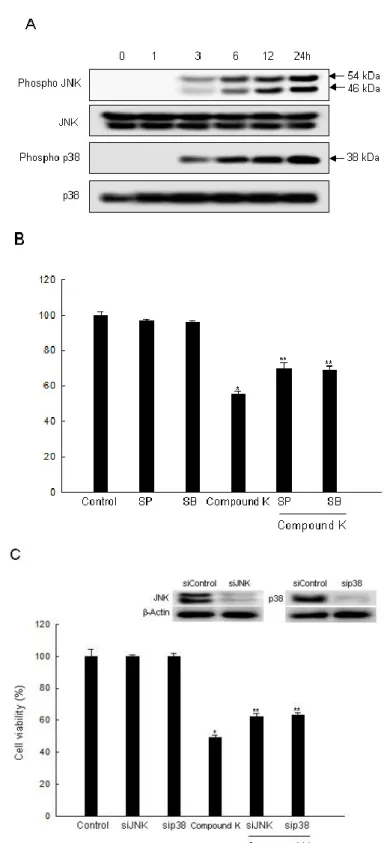 Figure 5. Effect of Compound K on the MAPK signaling pathway. (A) Cell lysates were  electrophoresed  and were immunoblotted using  anti-JNK,  -phospho JNK,  -p38,  and  -phospho p38 antibodies