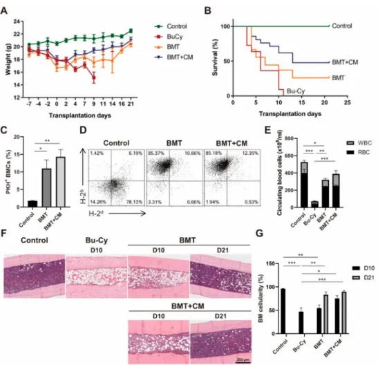 Figure 1. T-MSC CM treatment promotes BM reconstitution after BMT. BMT was performed in mice preconditioned with Bu–Cy administration with or without T-MSC CM