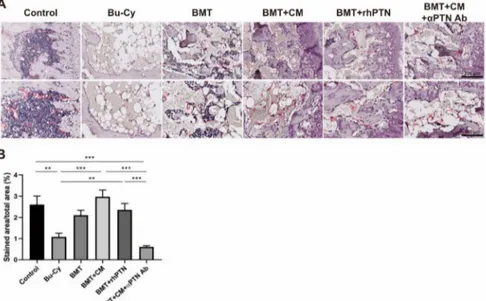 Figure 4. T-MSC CM treatment restores BM endothelium. (A) Expression of endomucin was determined by immunohistochemistry from mouse femurs on day 4 post-BMT, and representative images are shown (200× magnification in upper panel; 400× magnification in lowe