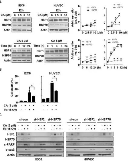 Fig 5. CA confers protection against radiation-induced cell death by inducing HSF1 and HSP70 expression