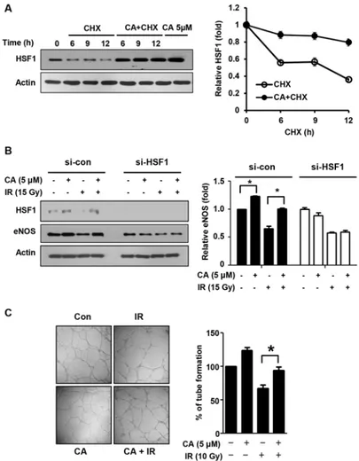 Fig 6. CA promotes endothelial cell function via HSF1. A. HUVECs were incubated in the presence of cycloheximide (CHX, 10 μg/ml) with or without 5 μM of CA and were analyzed by Western blotting (*p &lt; 0.05 vs