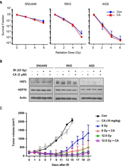 Fig 7. CA treatment did not protect tumors against IR. A. Colony formation assays were performed with human cancer cell lines