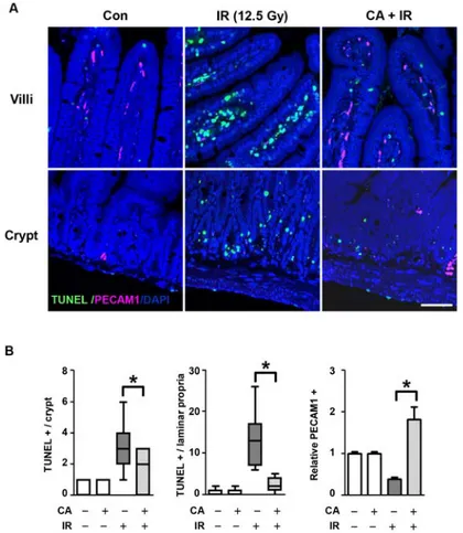Fig 2. CA treatment inhibits apoptotic epithelial and endothelial cell death after IR