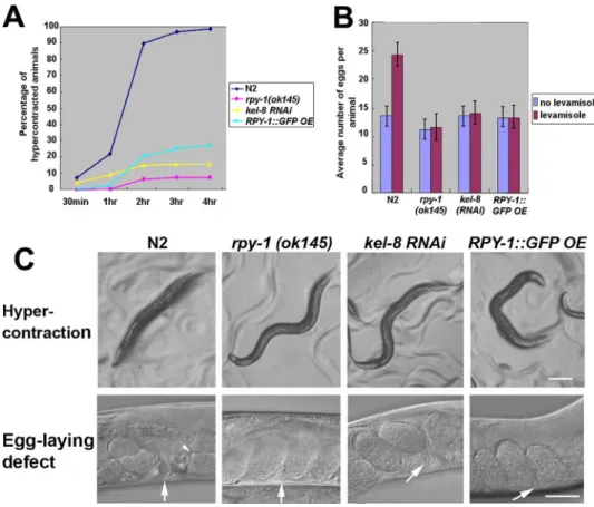 FIGURE 6. Suppression of kel-8 and overexpression of RPY-1 cause phenotypes similar to that of the rpy-1