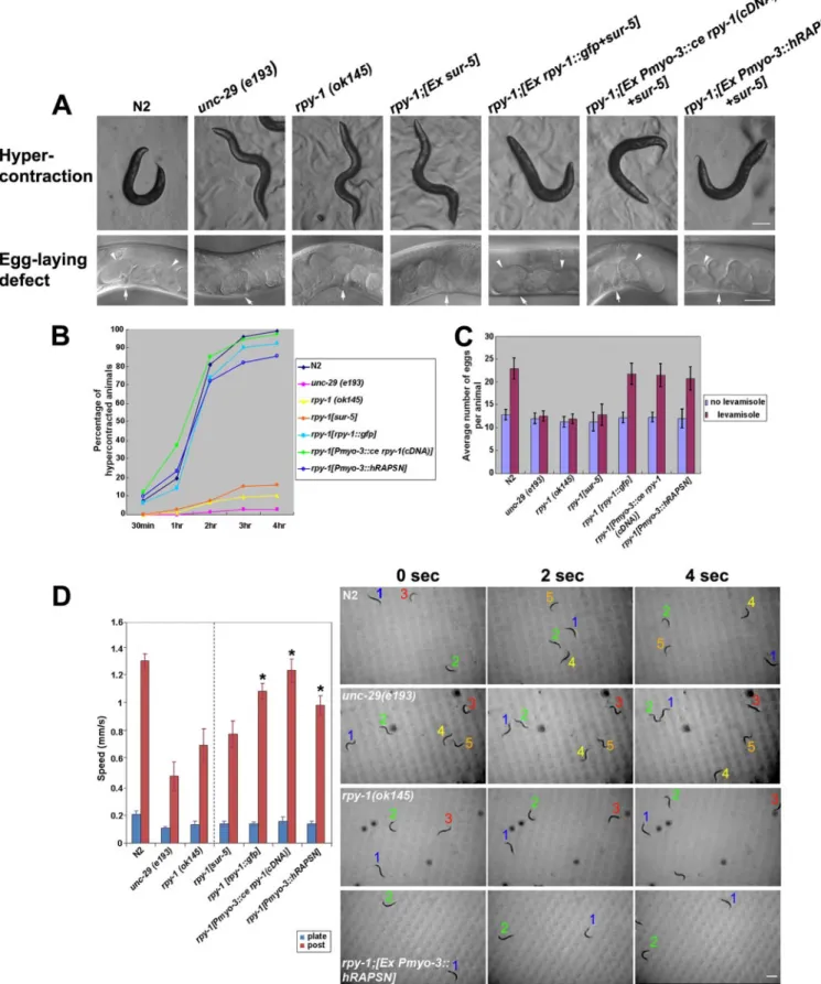 FIGURE 1. Analysis of rpy-1 mutant phenotype in C. elegans. A, the RPY-1::GFP reporter was functional in vivo