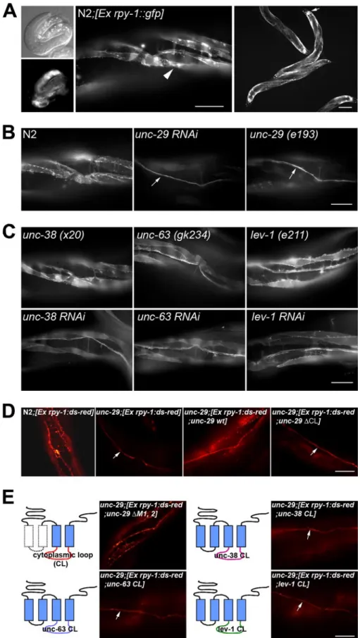 FIGURE 2. The RPY-1 protein was unstable in the absence of UNC-29. A, the RPY-1 protein is expressed in muscles and neurons