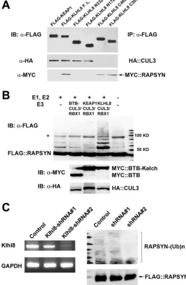 FIGURE 5. The in vitro ubiquitination of mammalian rapsyn by CUL3-con-