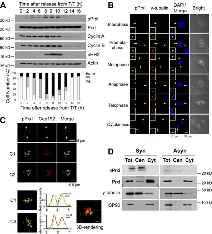 Figure 1.  Phosphorylation of PrxI at Thr 90  occurs at the centrosome of HeLa cells during early mitosis