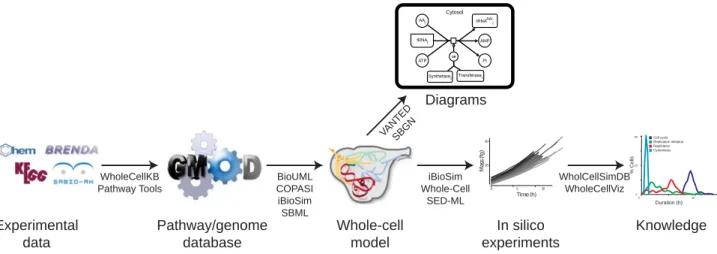 Fig. 2. WC modeling workflow. Researchers will (1) assemble data into pathway/genome databases, (2) use these databases to construct models, (3) identify and verify models, (4) use multialgorithm simulators to conduct in silico experiments, and (5) analyze