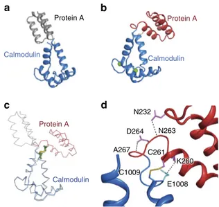 Figure 6 | Crystal structure of the 6,761 fusion protein containing the protein A domain and the calmodulin domain