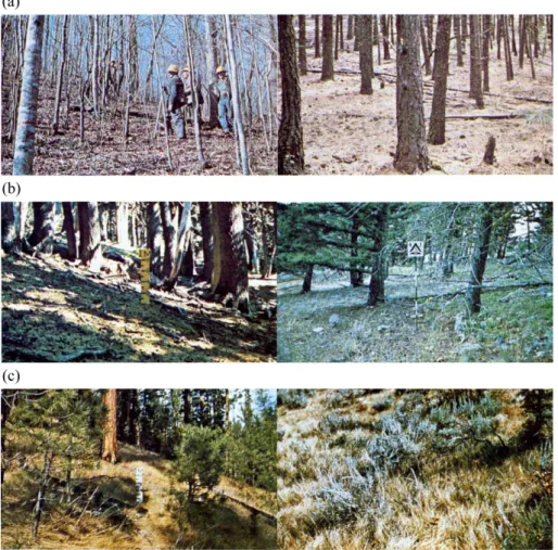 Table 의  상수  값들은  연료의  속성을  내포하는  것이다. 본 연구에서는 WRF-Fire에서 사용하고 있는 13개 카 테고리  별  상숫값을  그대로  사용하였다