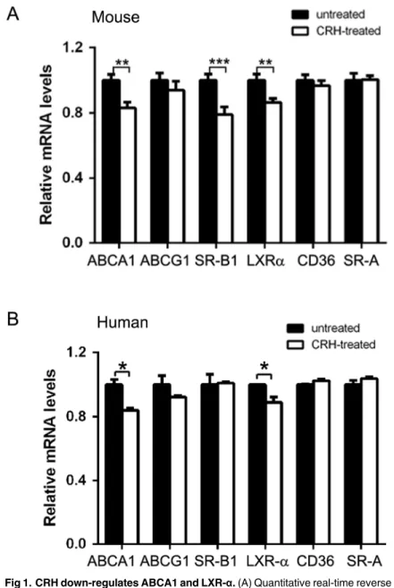 Fig 1. CRH down-regulates ABCA1 and LXR- α. (A) Quantitative real-time reverse transcriptase PCR (qRT-PCR) was performed with RNAs from murine peritoneal macrophages treated with or without CRH (10 nM) for 18 hours