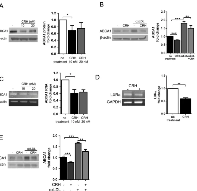 Fig 2. CRH induces a decrease in macrophage ABCA1 expression. (A) Western blot analysis for ABCA1 was performed using the cell lysates from murine peritoneal macrophages treated with or without CRH for 18 hours