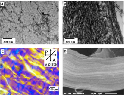 Figure 2. Morphological change of carboxylated cellulose nanofibers (CCNF) by conjugating catechol  and silver nanoparticles
