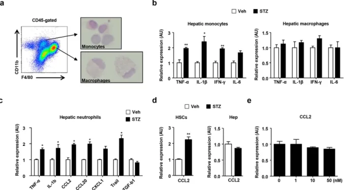 Figure 4.  CCR2-mediated migration of Tregs regulates hyperglycemia-induced hepatic inflammation