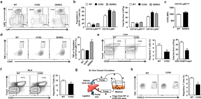 Figure 5.  CCR2 is critical for the migration of Tregs into the livers of hyperglycemic mice