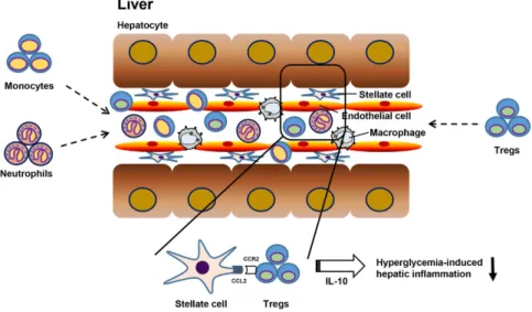 Figure 6.  A summary figure depicting the infiltration of inflammatory cells and the protective role of Tregs  in hyperglycemia-induced hepatic inflammation