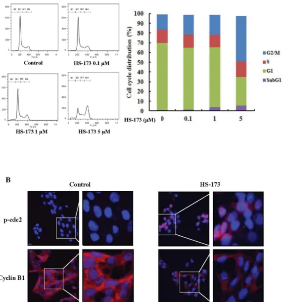 Figure 2 | Effect of HS-173 on the HSC cell cycle. (A) After incubating for 1 day, HSC-T6 cells were treated with various concentrations of HS-173 (0, 0.1, 1, and 5 mM) for 8 h, stained with propidium iodide (PI) and analyzed with a FACSCalibur flow cytome