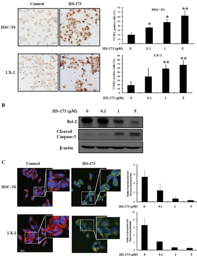 Figure 3 | Effect of HS-173 on HSC apoptosis. (A) The induction of apoptosis by HS-173 (0–5 mM) was monitored by TUNEL staining (200 3 magnification)