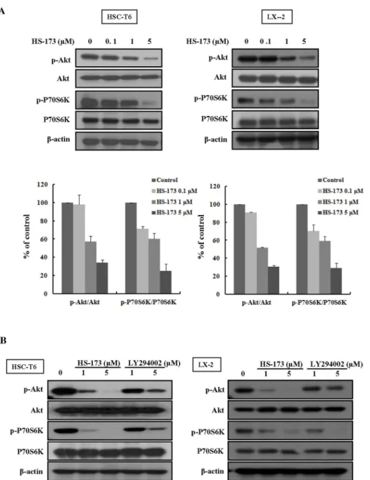 Figure 5 | Effect of HS-173 on PI3K/AKT signaling in HSC cells. (A) Cells were treated with various concentrations (0.1–5 mM) of HS-173 for 24 h