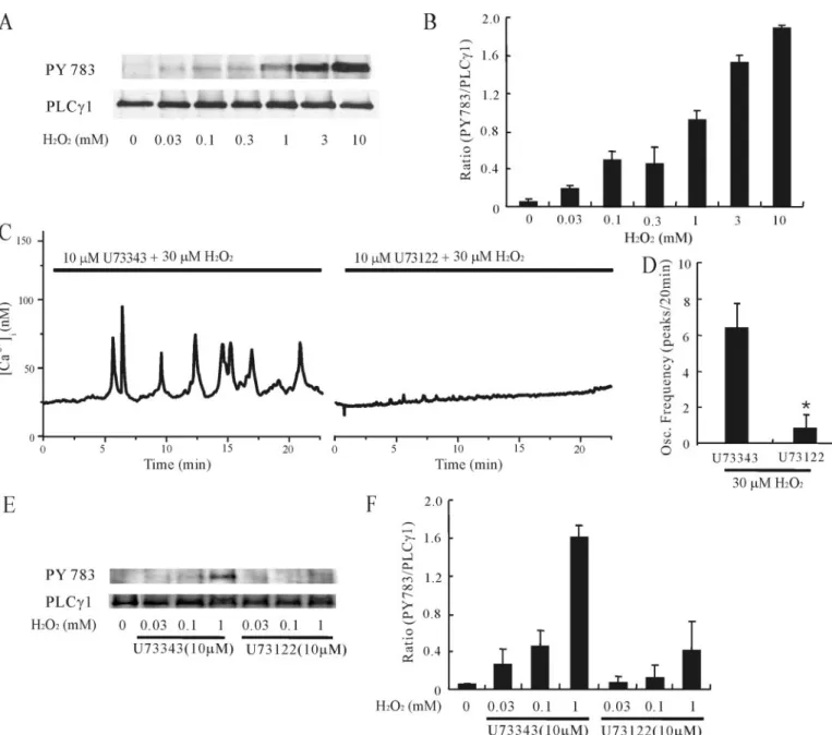 FIGURE 3. Activation of PLC␥1 plays an essential role in H 2 O 2 -induced [Ca 2 ⴙ ]