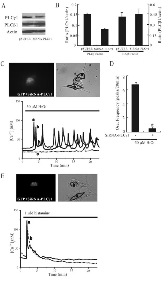 FIGURE 4. PLC␥1 RNA interference results in the