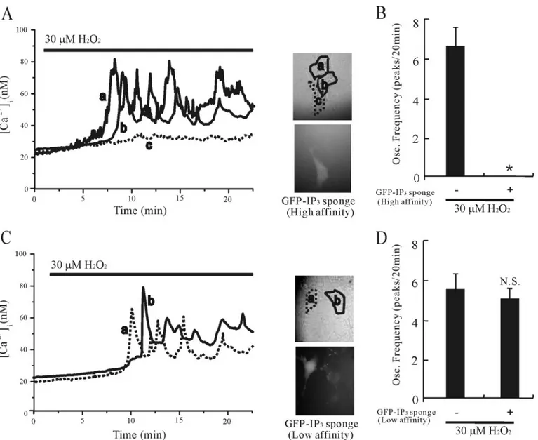 FIGURE 5. Expression of the IP 3 sponge prevents [Ca 2 ⴙ ] i oscillations evoked by H 2 O 2 in cultured rat cortical astrocytes