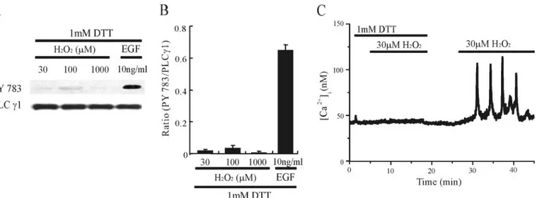 FIGURE 6. Oxidation of a PLC␥1-associated signaling component is responsible for the H 2 O 2 -induced [Ca 2 ⴙ ]