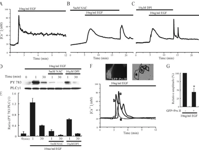 FIGURE 8. Endogenously produced H 2 O 2 enhances EGF-induced PLC ␥1 activation and Ca 2 ⴙ mobilization in cultured rat cortical astrocytes