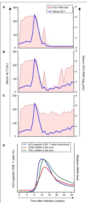 FIGURE 1 | Virologic courses and kinetics of CD8 + T-cell responses in