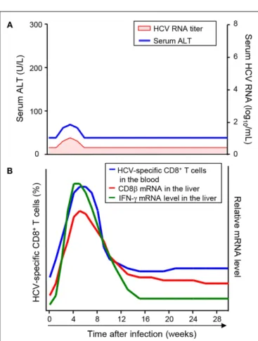 FIGURE 2 | Sequence of events during HCV-specific CD8 + T-cell