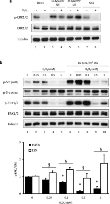 Figure 7.  Physiological laminar flow, not oscillatory flow, prevents the H 2 O 2 -induced suppression of  ERK1/2 phosphorylation