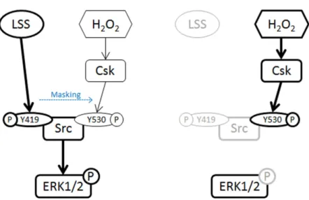 Figure 8.  Potential mechanism of ERK1/2 suppression by H 2 O 2  in HUVECs. During normal physiological 