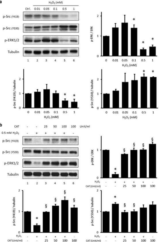 Figure 4.  H 2 O 2  induces Src phosphorylation at tyrosine 530 in HUVECs. (a) HUVECs were treated with 