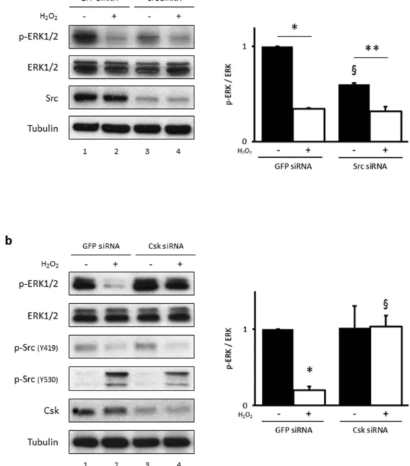 Figure 5.  H 2 O 2 -induced suppression of ERK1/2 is dependent on Csk. (a) HUVECs were transfected 