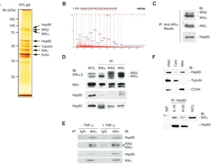 Figure 1. Identification of Hsp60 in IKK complex. A. A silver-stained polyacrylamide gel resolving the affinity-purified IKK complex