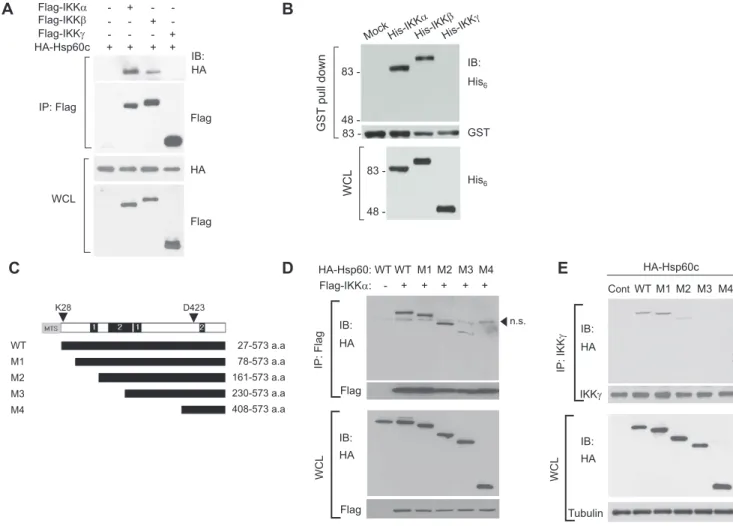 Figure 3. Hsp60 directly interacts with IKK complex. A. Direct binding of Hsp60 and IKK subunits