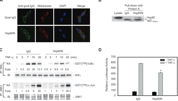 Figure 5. Hsp60-specific antibody blocks IKK/NF-kB activation. A. Transduction of Hsp60-neutralizing antibody (Hsp60N) into the cytoplasm of HeLa cells
