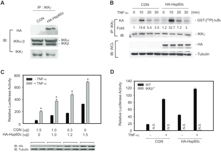 Figure 6. Cytosol-targeted expression of Hsp60 promotes TNF-a-induced IKK/NF-kB activation