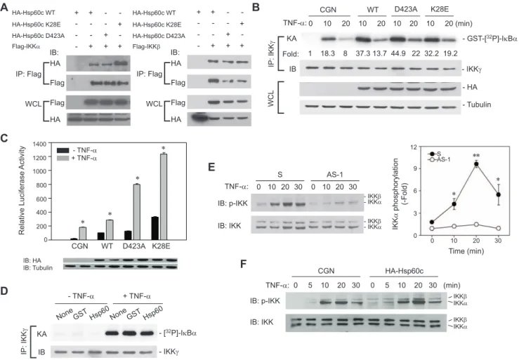 Figure 7. Cytosolic Hsp60 regulates IKK phosphorylation independently of chaperone activity