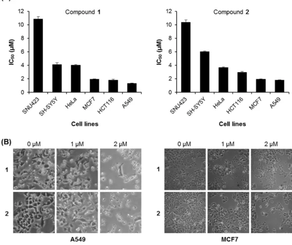 Table 2. IC 50  values (μM) of compounds 1 and 2 against human cancer cell lines. 