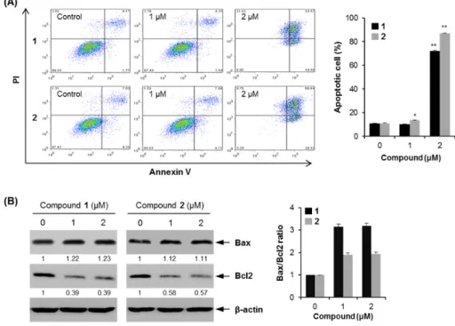 Figure 7. Cellular apoptosis by compounds 1 and 2 in MCF7 cells. (A) Flow cytometry was performed  to measure cellular apoptosis