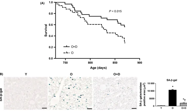 Fig. 1 Effects of daumone on survival and hepatic senescence in aged mice (A) A Kaplan –Meier survival curve