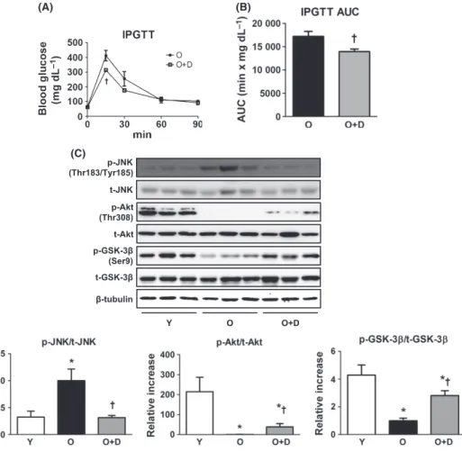 Fig. 3 Effects of daumone on insulin sensitivity in aged mice. (A) Intraperitoneal glucose tolerance test (IPGTT) was performed at day 140 after daumone administration