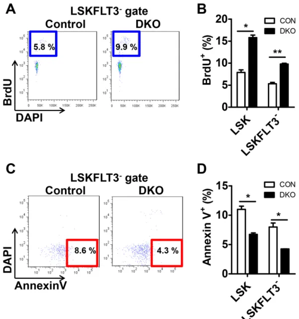 Figure 2.  The frequency of proliferation is increased and the frequency of apoptosis is decreased in Mst1/2-