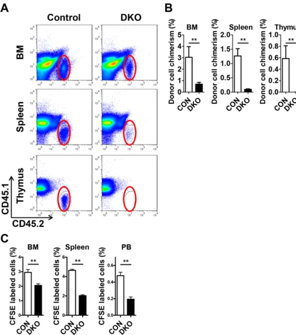 Figure 5.  Short-term engraftment function of MST1/2 in acute transplantation stress. (A and B) The 