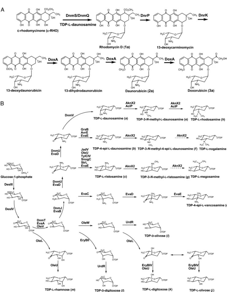 FIG. 1. Proposed pathways from ε-rhodomycinone into rhodomycin D, daunorubicin, and doxorubicin (A) and biosynthesis of the different deoxysugars directed by the plasmids described in the present study (B).