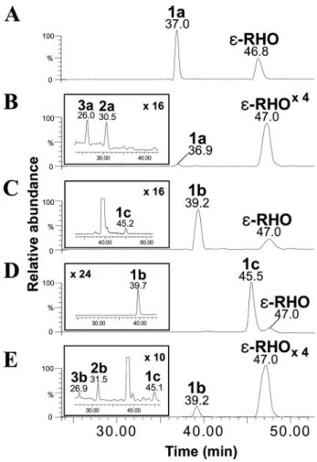 FIG. 3. HPLC-ESI-MS/MS chromatograms of cultures of S. ven- ven-ezuelae strains. (A) rhodomycin D (compound 1a; m/z 558 ⬎ 130) and ε-rhodomycinone (ε-RHO; m/z 429 ⬎ 322) detected from culture of YJ183/pDNS1