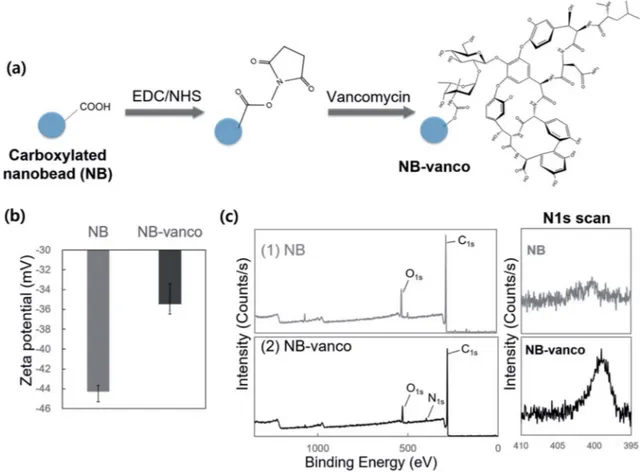 Fig. 2 Synthesis and characterization of NB-vanco. (a) NB-vanco is synthesized by the EDC/NHS reaction between amine groups of vancomycin and carboxyl groups on the nanobeads
