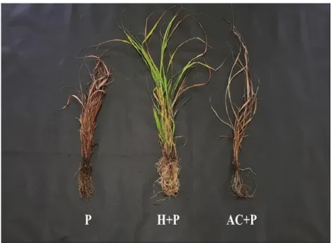 Figure 3. Effect on growth of the Miscanthus sinensis as affected by soil amendment hydroball and active carbon in the high deicing salts accumulation substrate (CaCl 2 10 g/L)